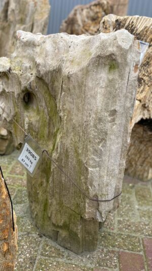 Grafsteen versteend hout 39085