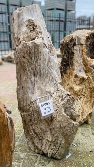 Grafsteen versteend hout 47063