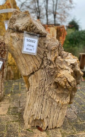 Grafsteen versteend hout 50082