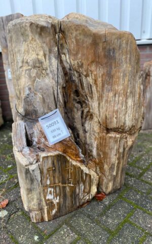 Grafsteen versteend hout 50091