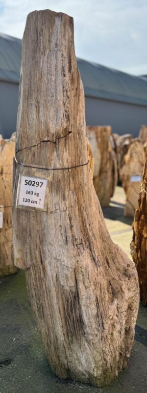 Grafsteen versteend hout 50297