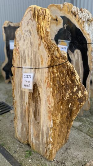 Grafsteen versteend hout 51174