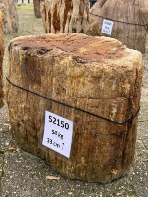 Grafsteen versteend hout 52150