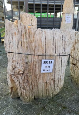 Grafsteen versteend hout 55119