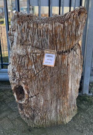 Grafsteen versteend hout 58041