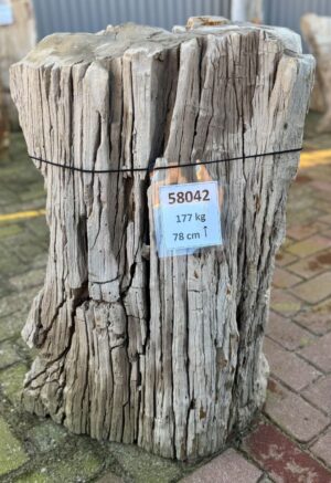 Grafsteen versteend hout 58042