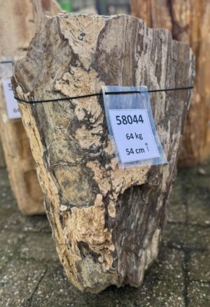 Grafsteen versteend hout 58044