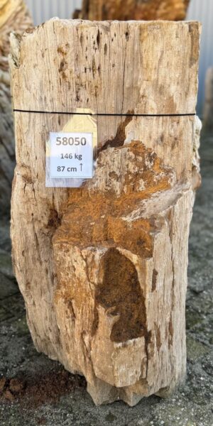 Grafsteen versteend hout 58050