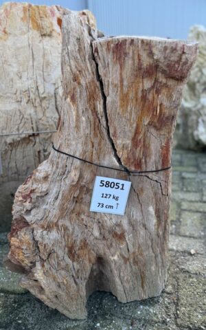 Grafsteen versteend hout 58051