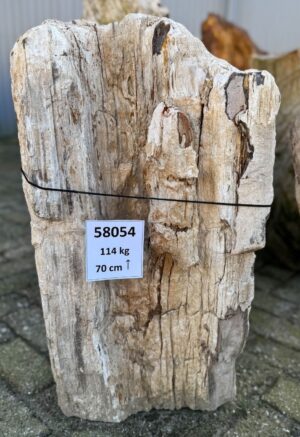 Grafsteen versteend hout 58054