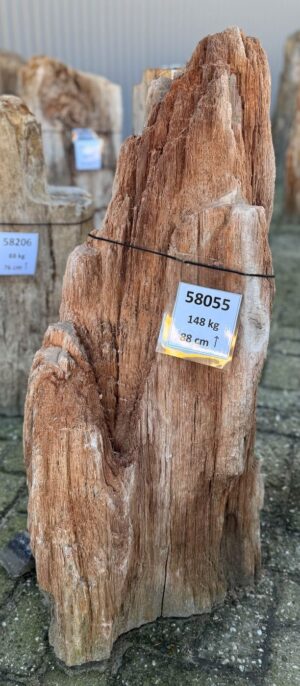 Grafsteen versteend hout 58055