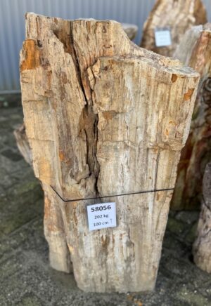 Grafsteen versteend hout 58056