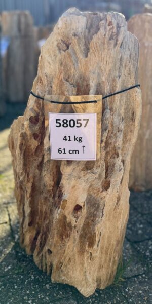 Grafsteen versteend hout 58057