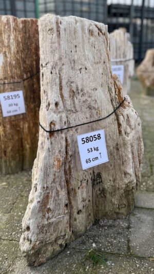 Grafsteen versteend hout 58058