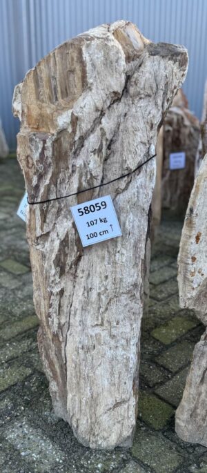 Grafsteen versteend hout 58059