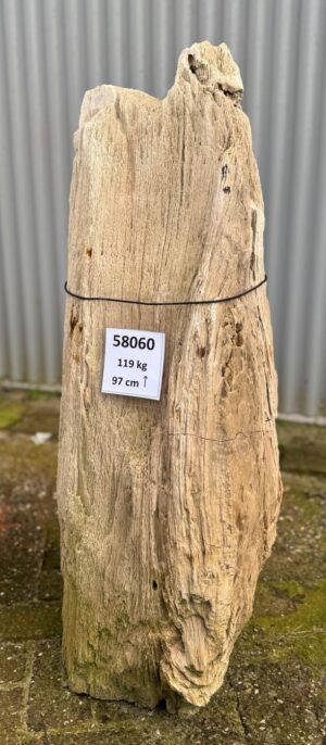 Grafsteen versteend hout 58060