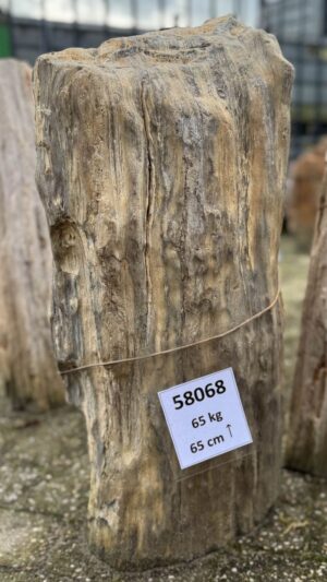 Grafsteen versteend hout 58068