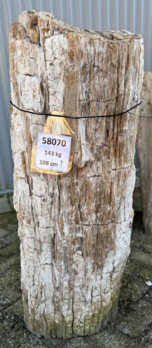 Grafsteen versteend hout 58070