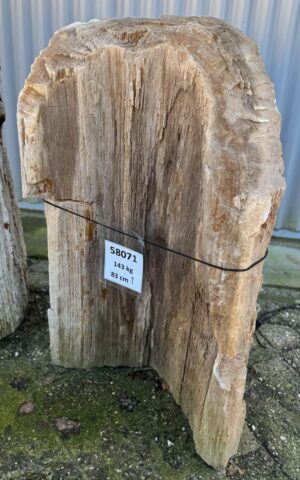 Grafsteen versteend hout 58071