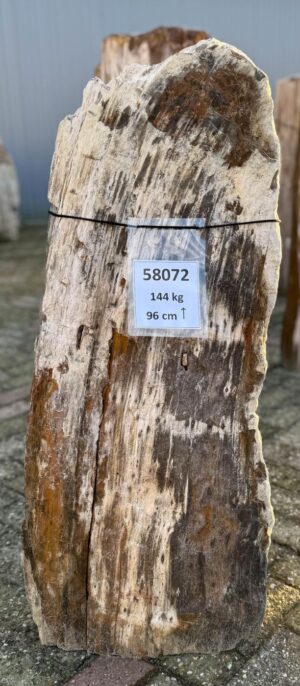 Grafsteen versteend hout 58072