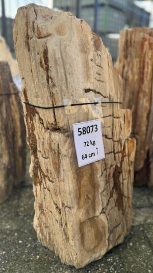 Grafsteen versteend hout 58073