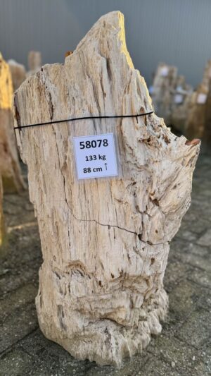 Grafsteen versteend hout 58078