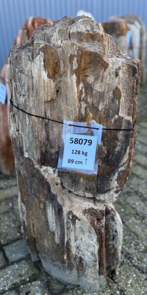 Grafsteen versteend hout 58079