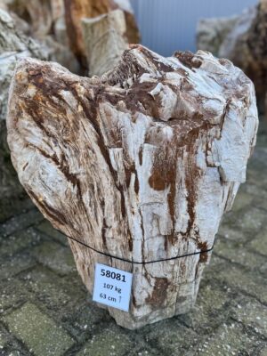 Grafsteen versteend hout 58081