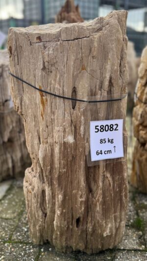 Grafsteen versteend hout 58082