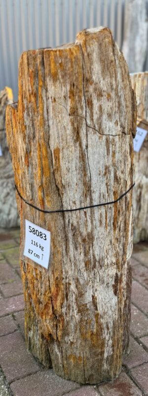 Grafsteen versteend hout 58083