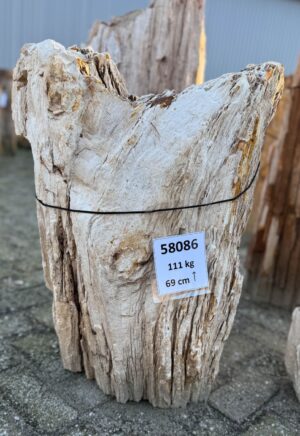 Grafsteen versteend hout 58086