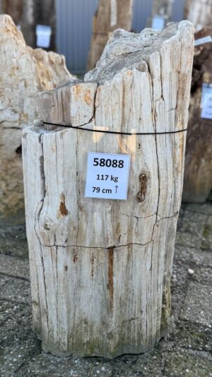 Grafsteen versteend hout 58088