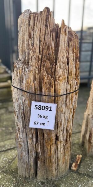 Grafsteen versteend hout 58091