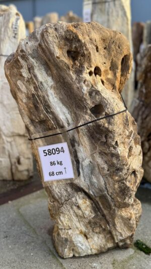 Grafsteen versteend hout 58094