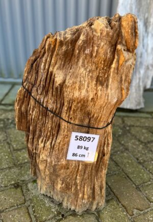 Grafsteen versteend hout 58097