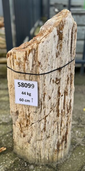 Grafsteen versteend hout 58099