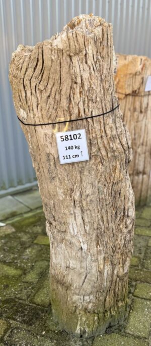 Grafsteen versteend hout 58102