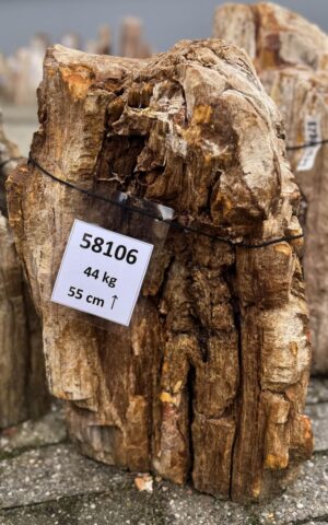 Grafsteen versteend hout 58106