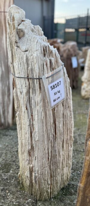 Grafsteen versteend hout 58107