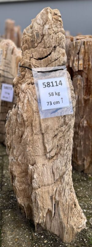 Grafsteen versteend hout 58114