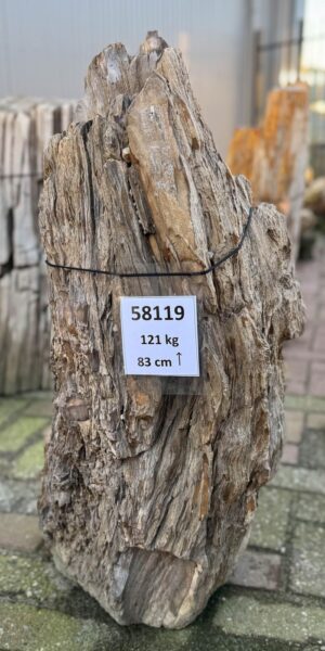 Grafsteen versteend hout 58119