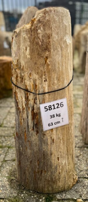 Grafsteen versteend hout 58126