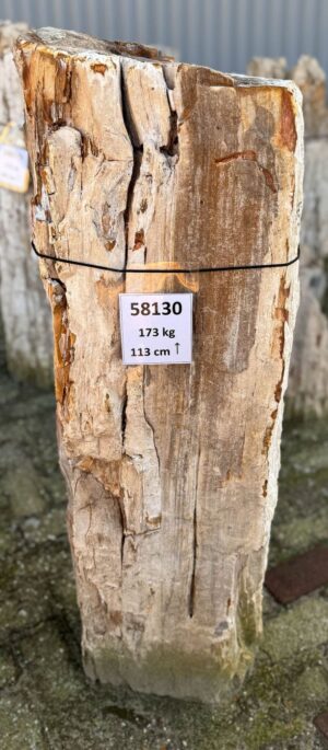 Grafsteen versteend hout 58130