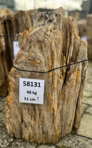 Grafsteen versteend hout 58131