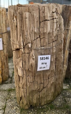 Grafsteen versteend hout 58146