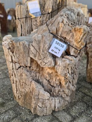 Grafsteen versteend hout 58150