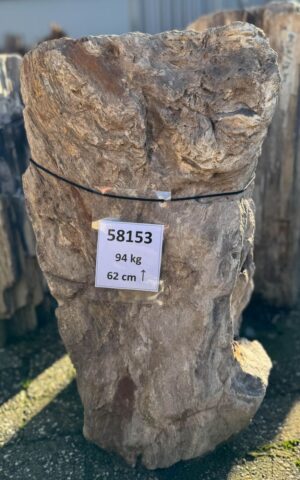 Grafsteen versteend hout 58153