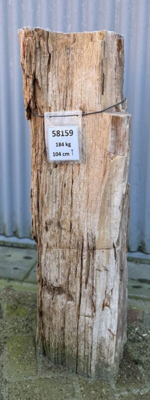 Grafsteen versteend hout 58159