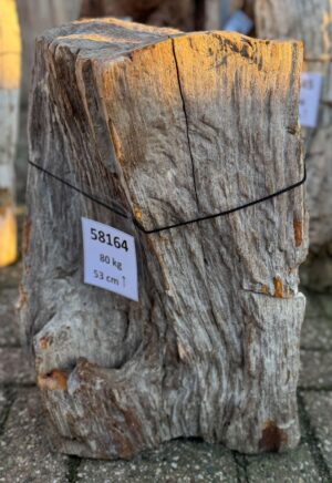 Grafsteen versteend hout 58164