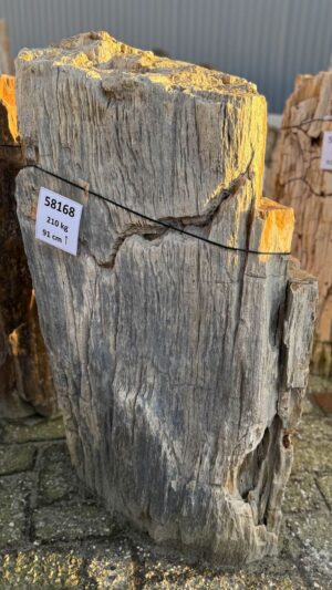 Grafsteen versteend hout 58168